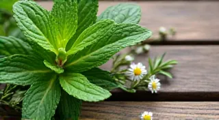 The Health Benefits of Herbal Tea Blends