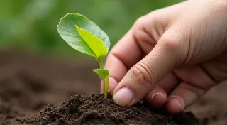 Sustainable Tea Blending: Sourcing and Ethical Considerations